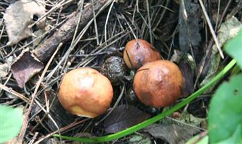 松蘑的功效与作用_松蘑的营养价值_松蘑适用人群