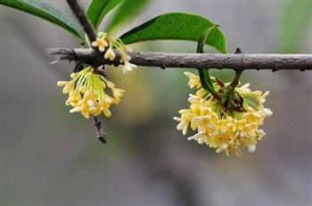 多喝些桂花茶能防治口臭