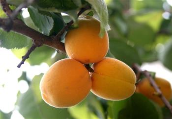 每天吃5个杏不伤人　