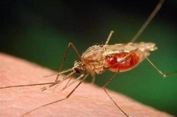 蚊虫叮咬会引发癫痫病吗