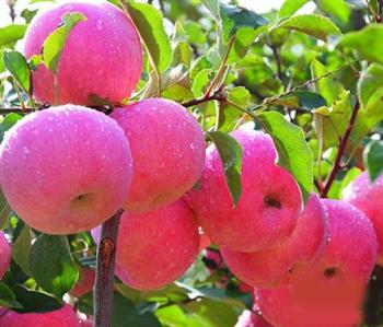 秋季减肥：苹果的功效不可小视