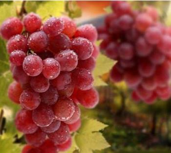 秋季各色葡萄的营养价值