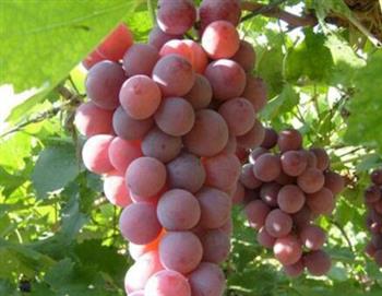 6种适宜用葡萄养生的人群