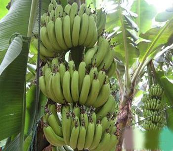 香蕉的功效与作用,香蕉的功效