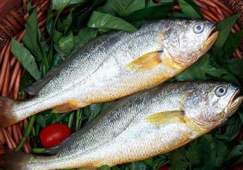 黄鱼有哪些营养价值 黄鱼最适合在哪个季节食用