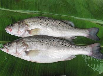 鲈鱼有丰富的营养价值 正宗清蒸鲈鱼的3种做法