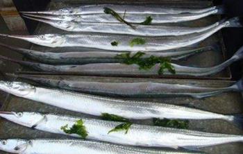 颚针鱼鱼类介绍_颚针鱼食物营养成分_颚针鱼形态特征