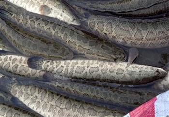 黑鱼汤的功效黑鱼有什么营养价值