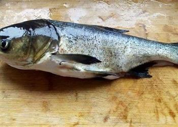 食用胖头鱼可以防治肾癌吗？