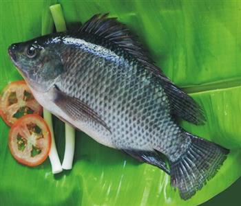 罗非鱼的营养价值丰富 国人餐桌上的保健佳品
