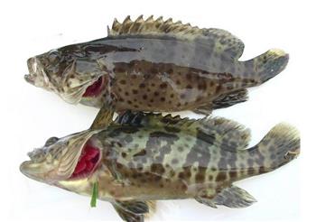 清蒸石斑鱼是哪里的菜系,石斑鱼的做法