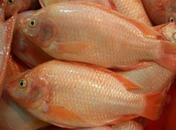 尼罗红鱼的营养价值_尼罗红鱼的适用人群_尼罗红鱼的食用禁忌_尼罗红鱼的选购技巧