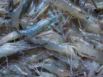 海虾与河虾的区别 选购时如何区分？