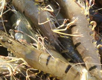 斑节对虾的功效与作用_斑节对虾的适宜人群_斑节对虾的食用禁忌