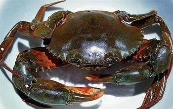 螃蟹的选购技巧_螃蟹的存储_螃蟹的食用方法