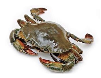 螃蟹的功效与作用_螃蟹的营养价值_螃蟹的食用禁忌