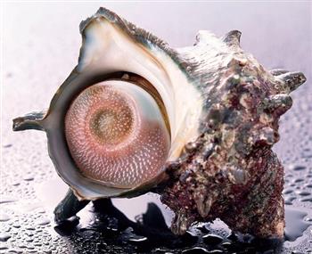 清蒸海螺
