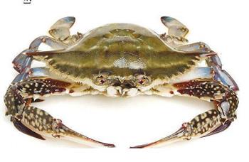 抗结核的食物有哪些？吃什么好