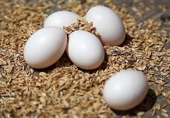 鸽子蛋的营养成分