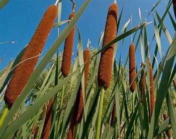 促进肠蠕动吃什么食物好？如何饮食