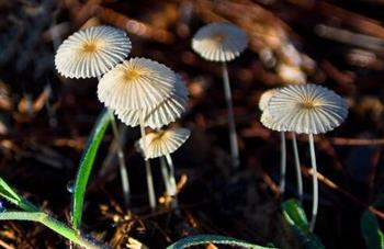 小草菇的功效与作用_小草菇的食用禁忌_小草菇的选购技巧