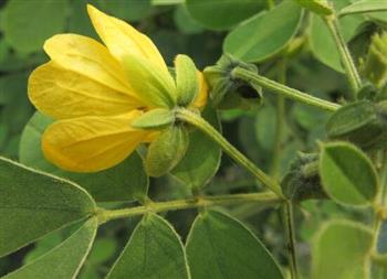 流感吃什么食物好？如何饮食