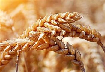 大米润肺佳品 小麦也能养心