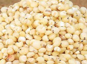 高粱米的功效与作用_高粱米的适合体质_食用禁忌_高粱米的适用人群