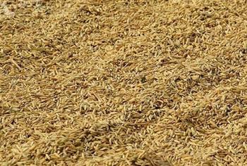 如何挑选稻米_稻米的保存方法_稻米的制作技巧_稻米的食用价值