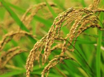 稻米的功效与作用_稻米的营养价值_稻米的食用禁忌_稻米的食用禁忌