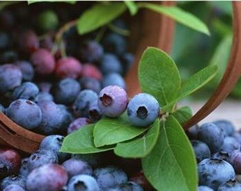 多食蓝莓可增强记忆力消除眼疲劳