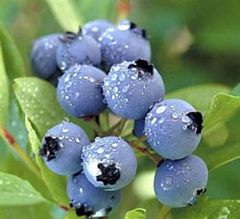 蓝莓的生物学特性