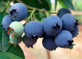 女性常食蓝莓有助美白抗衰老
