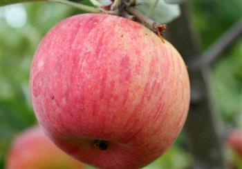多吃苹果能有效降低血脂
