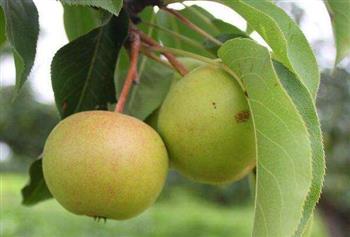 清心吃什么食物好？如何饮食