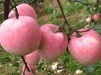 天然苹果也能治喘息性支气管炎