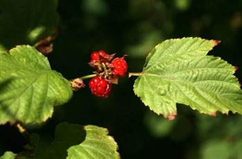 山楂减肥食谱轻松甩肉 1个月瘦10斤