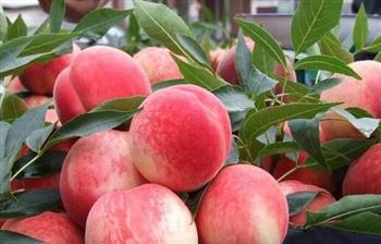 夏季水果营养好 盘点水蜜桃的功效及作用