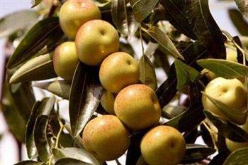 明月梨能和鹅肉一起吃吗/同吃_明月梨和鹅肉相克吗