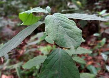 牛膝的选购技巧