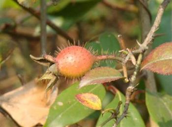 金樱子是什么？金樱子的功效与作用 金樱子怎么吃