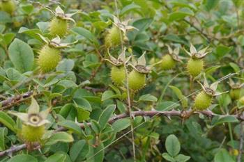 金樱子的功效与作用 金樱子的药用价值 金樱子泡酒的配方