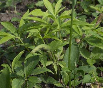 半夏能和生羊肉串一起吃吗/同吃_半夏和生羊肉串相克吗 半夏能和生羊肉串一起吃吗/同吃_半夏和生羊肉串相克吗