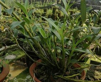 详解石斛功效_石斛怎么吃最好_石斛不能和什么一起吃呢