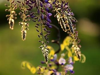 蛲虫病吃什么食物好？如何饮食