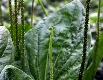 目赤肿痛的食物与饮食方法 目赤肿痛的食物与饮食方法