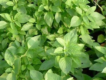 荆芥能和防风一起吃吗_荆芥和防风能一起吃吗/同吃 荆芥能和防风一起吃吗_荆芥和防风能一起吃吗/同吃