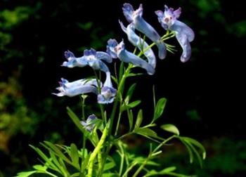 散瘀的食物与饮食方法
