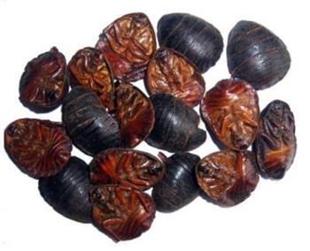 土鳖虫的功效与作用_土鳖虫的禁忌人群_土鳖虫的主治