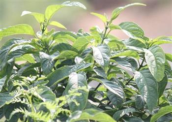 口疮的食物有哪些？吃什么好